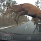Illustration for article titled Sorry I'm Late, A Massive Deer Used My BMW As A Springboard